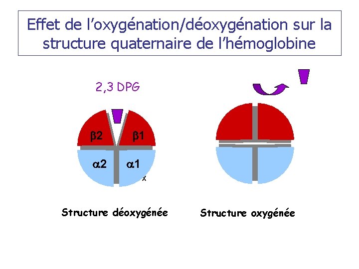 Effet de l’oxygénation/déoxygénation sur la structure quaternaire de l’hémoglobine 2, 3 DPG b 2