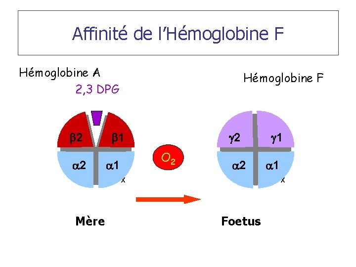 Affinité de l’Hémoglobine F Hémoglobine A 2, 3 DPG b 2 a 2 Hémoglobine