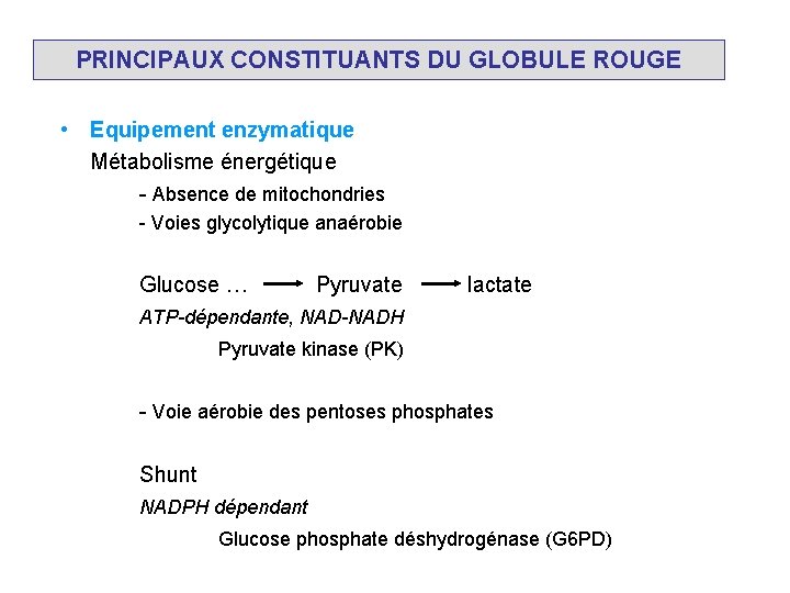 PRINCIPAUX CONSTITUANTS DU GLOBULE ROUGE • Equipement enzymatique Métabolisme énergétique - Absence de mitochondries
