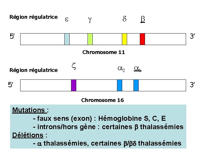 Région régulatrice e g d b 5’ 3’ Chromosome 11 Région régulatrice z a