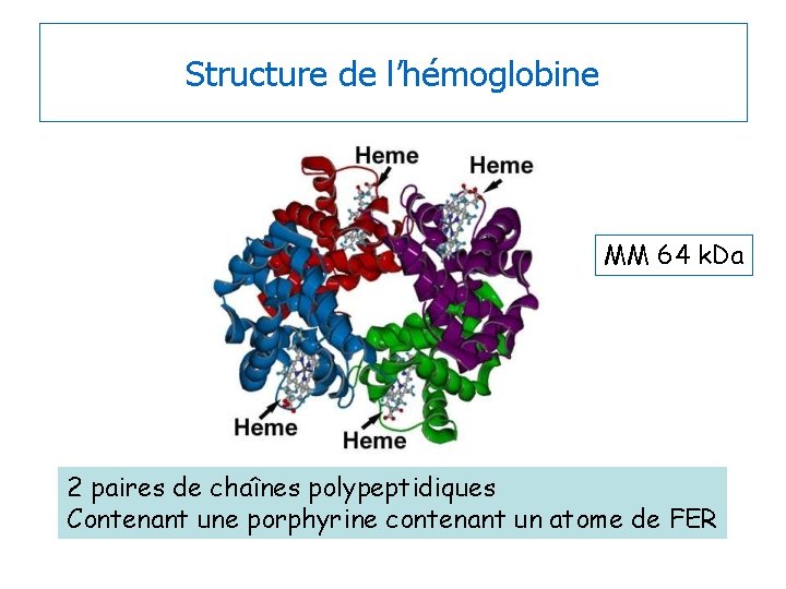 Structure de l’hémoglobine MM 64 k. Da 2 paires de chaînes polypeptidiques Contenant une
