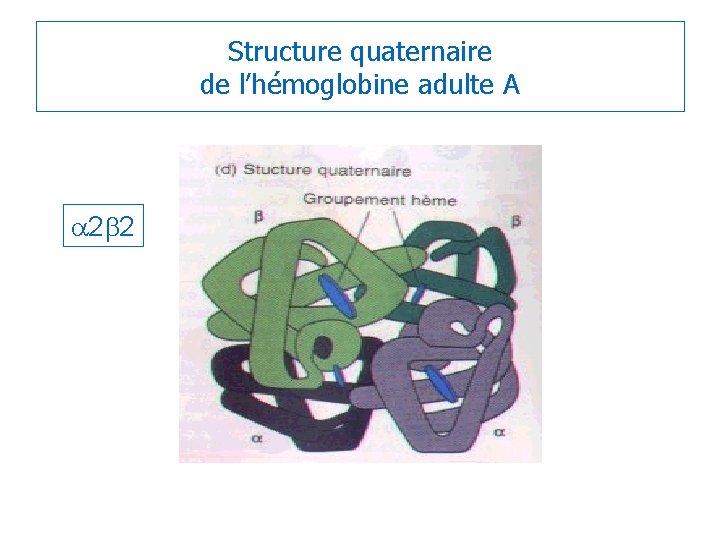 Structure quaternaire de l’hémoglobine adulte A a 2 b 2 