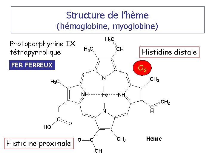 Structure de l’hème (hémoglobine, myoglobine) Protoporphyrine IX tétrapyrrolique FERREUX Histidine proximale Histidine distale O