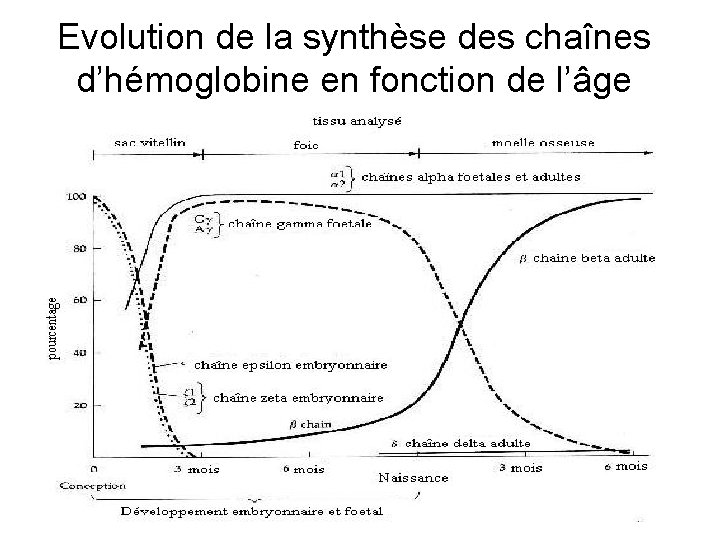 Evolution de la synthèse des chaînes d’hémoglobine en fonction de l’âge 