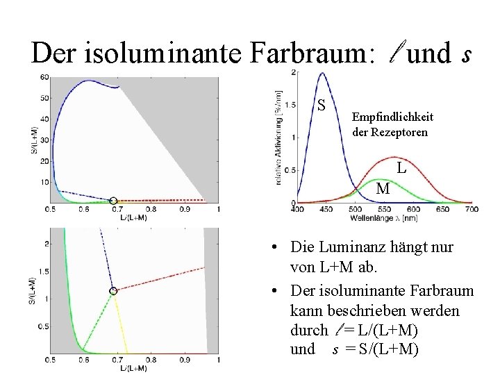 Der isoluminante Farbraum: l und s S Empfindlichkeit der Rezeptoren L M • Die