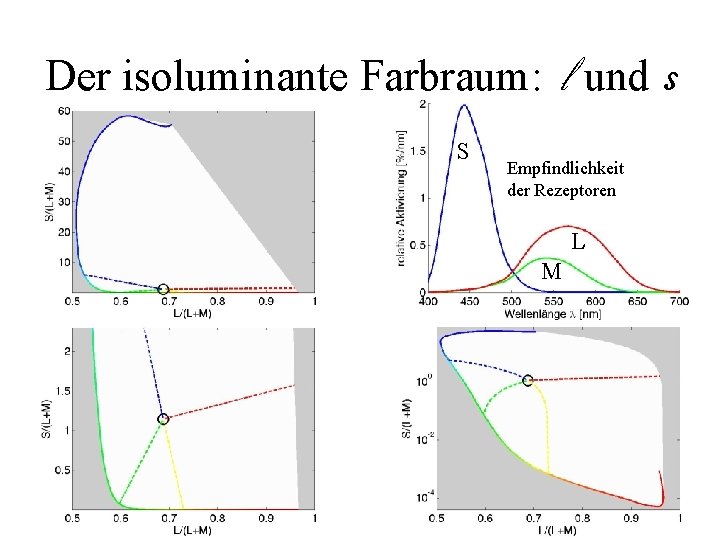 Der isoluminante Farbraum: l und s S Empfindlichkeit der Rezeptoren L M 