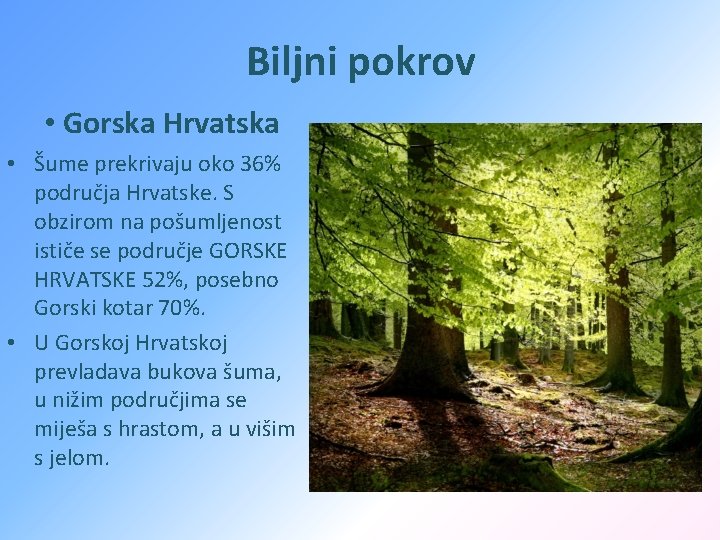 Biljni pokrov • Gorska Hrvatska • Šume prekrivaju oko 36% područja Hrvatske. S obzirom
