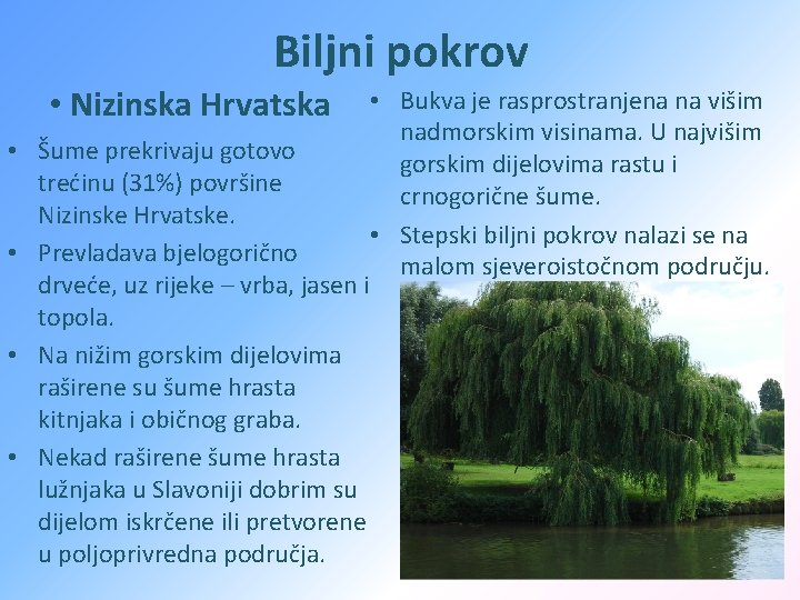 Biljni pokrov • Nizinska Hrvatska • Šume prekrivaju gotovo trećinu (31%) površine Nizinske Hrvatske.