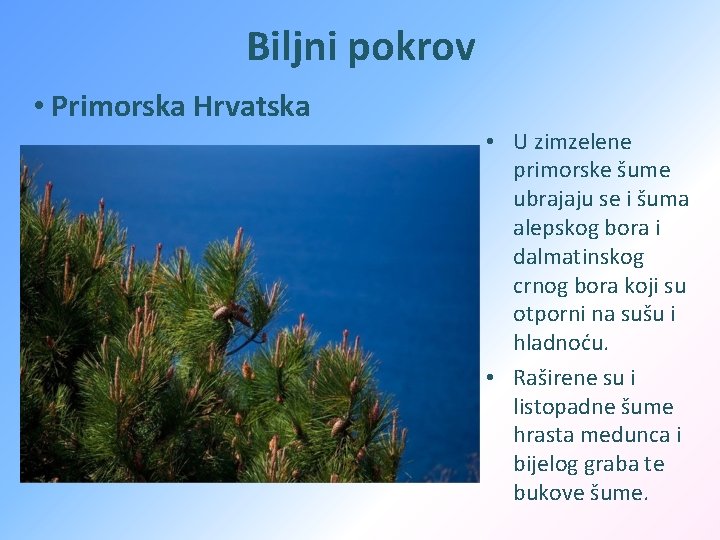 Biljni pokrov • Primorska Hrvatska • U zimzelene primorske šume ubrajaju se i šuma