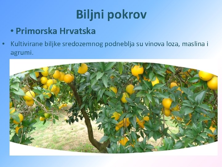 Biljni pokrov • Primorska Hrvatska • Kultivirane biljke sredozemnog podneblja su vinova loza, maslina