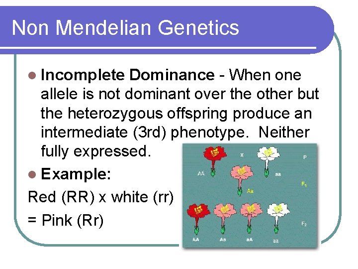 Non Mendelian Genetics l Incomplete Dominance - When one allele is not dominant over