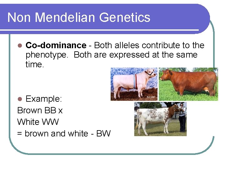 Non Mendelian Genetics l Co-dominance - Both alleles contribute to the phenotype. Both are