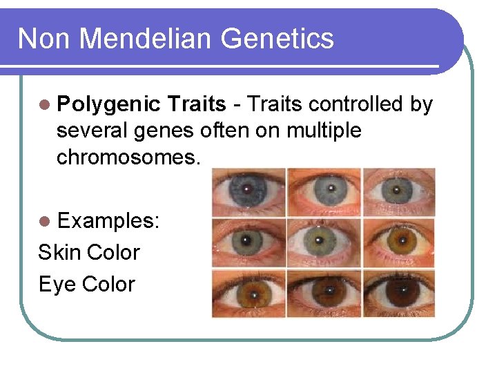 Non Mendelian Genetics l Polygenic Traits - Traits controlled by several genes often on