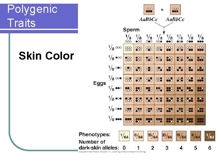 Polygenic Traits Skin Color 