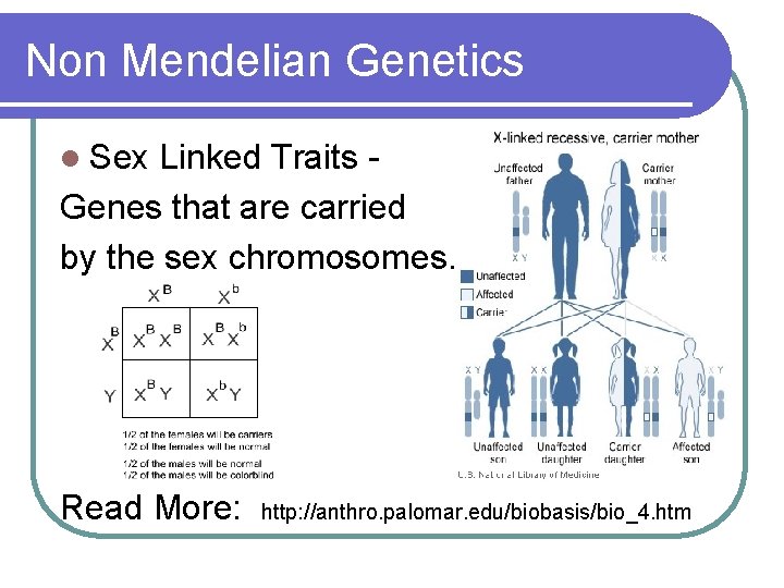 Non Mendelian Genetics l Sex Linked Traits Genes that are carried by the sex