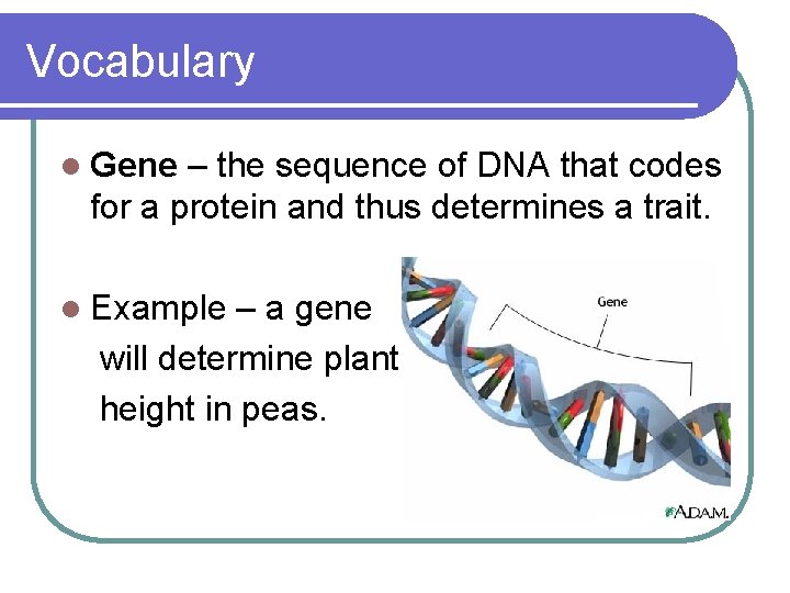 Vocabulary l Gene – the sequence of DNA that codes for a protein and
