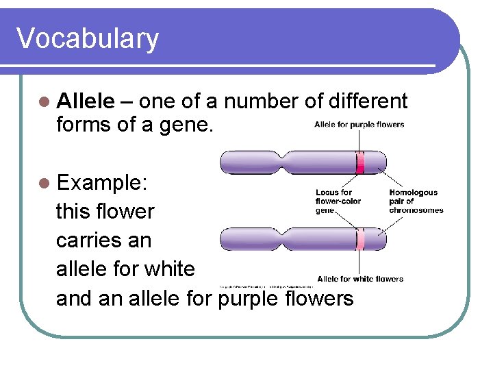 Vocabulary l Allele – one of a number of different forms of a gene.