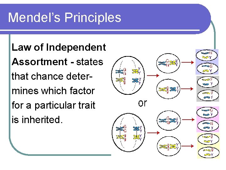 Mendel’s Principles Law of Independent Assortment - states that chance determines which factor for