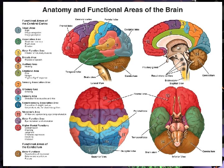 Anatomi Otak 