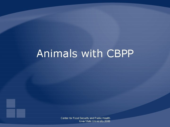 Animals with CBPP Center for Food Security and Public Health Iowa State University 2006