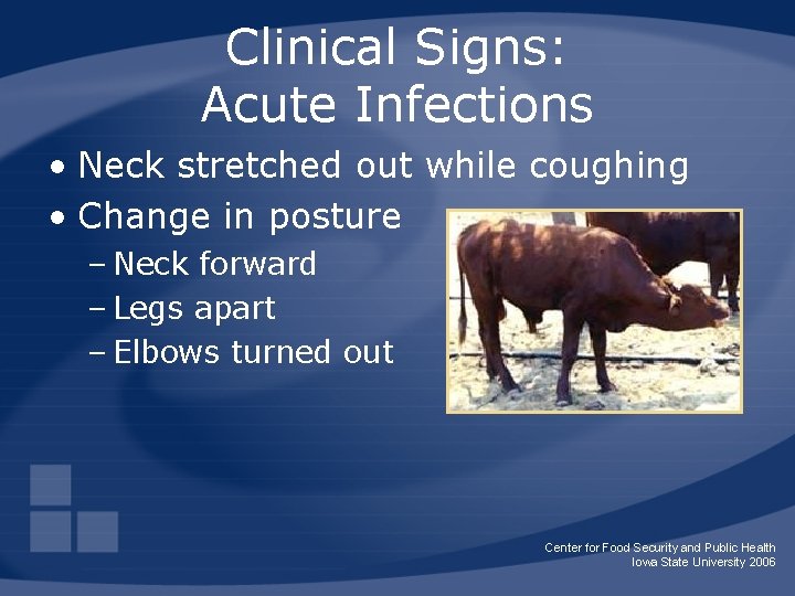 Clinical Signs: Acute Infections • Neck stretched out while coughing • Change in posture