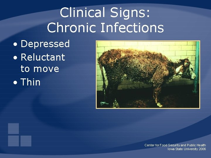 Clinical Signs: Chronic Infections • Depressed • Reluctant to move • Thin Center for