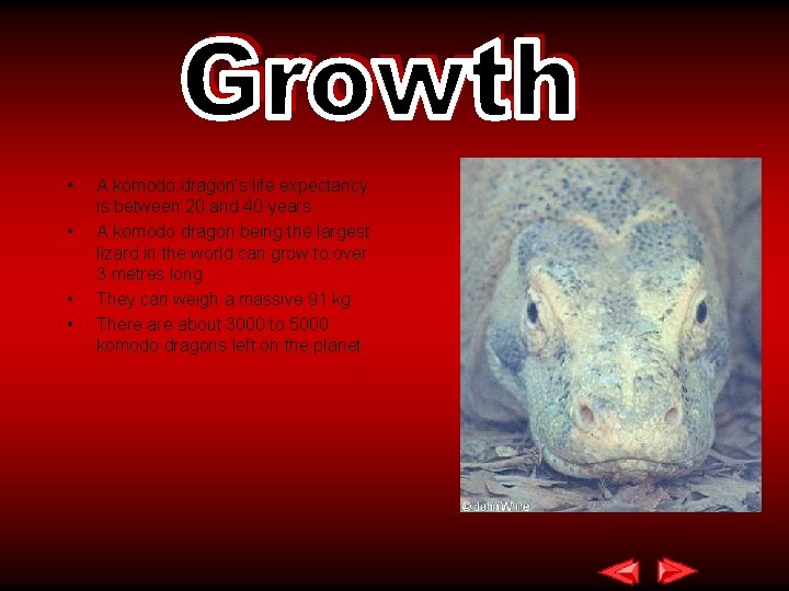  • • A komodo dragon’s life expectancy is between 20 and 40 years