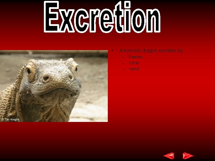  • A komodo dragon excretes by – Faeces – Urine – vomit. 