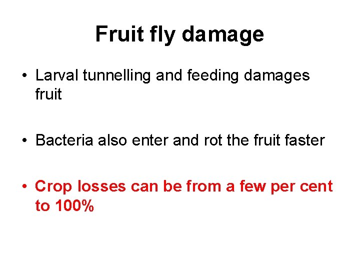 Fruit fly damage • Larval tunnelling and feeding damages fruit • Bacteria also enter
