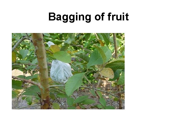 Bagging of fruit 