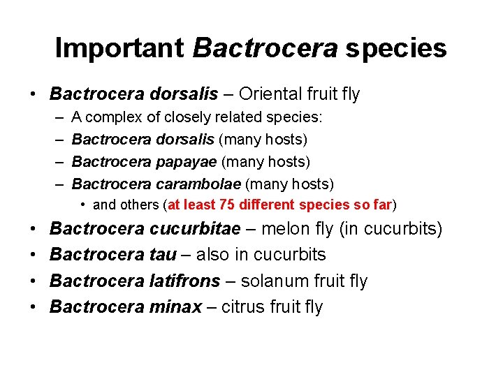 Important Bactrocera species • Bactrocera dorsalis – Oriental fruit fly – – A complex