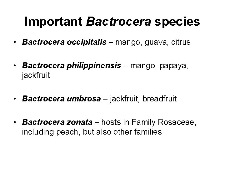 Important Bactrocera species • Bactrocera occipitalis – mango, guava, citrus • Bactrocera philippinensis –