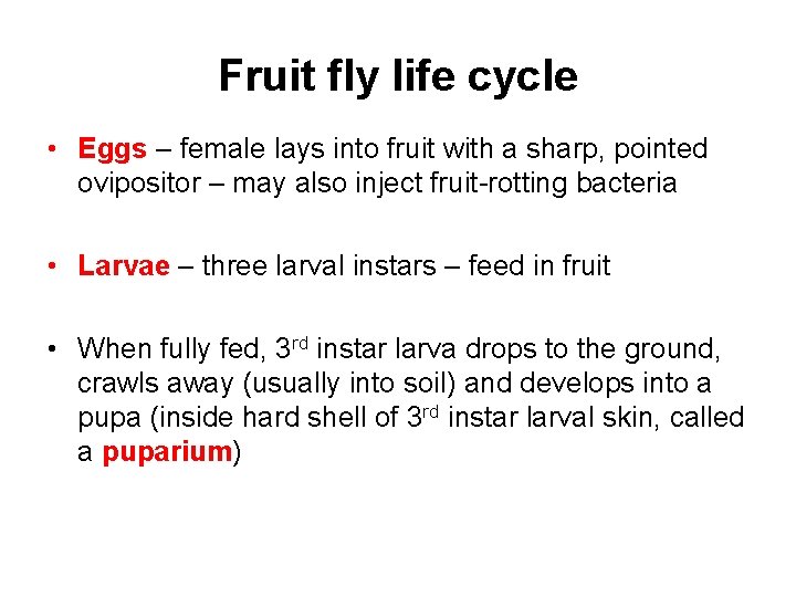 Fruit fly life cycle • Eggs – female lays into fruit with a sharp,