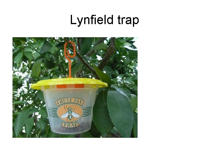 Lynfield trap 