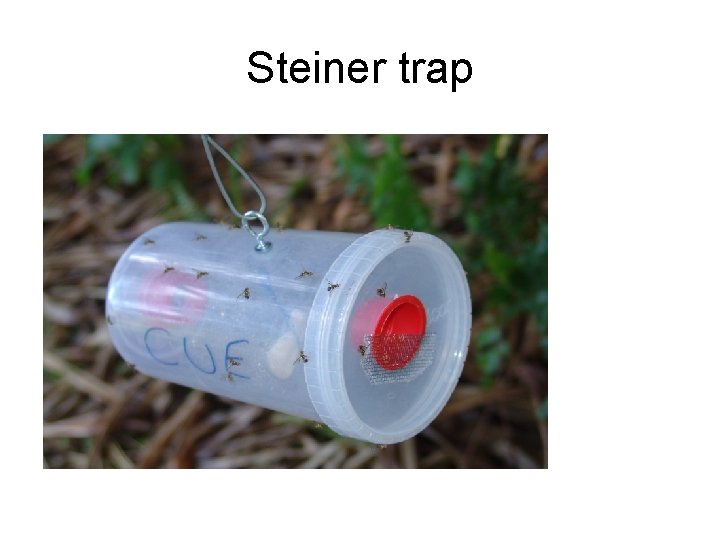 Steiner trap 