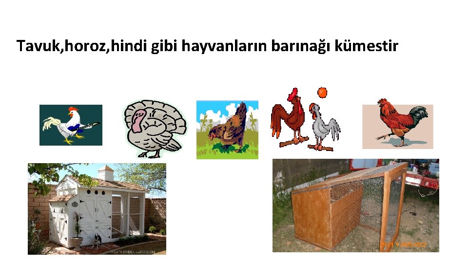 Tavuk, horoz, hindi gibi hayvanların barınağı kümestir 