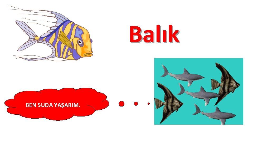 Balık BEN SUDA YAŞARIM. 