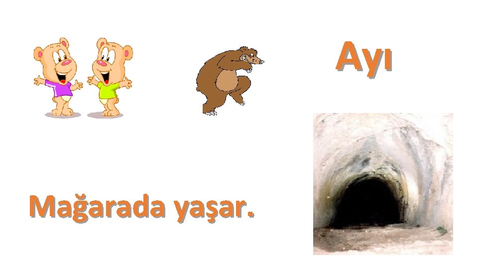 Ayı Mağarada yaşar. 