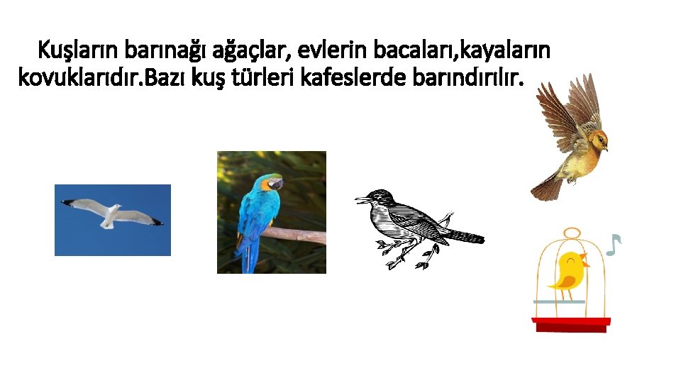 Kuşların barınağı ağaçlar, evlerin bacaları, kayaların kovuklarıdır. Bazı kuş türleri kafeslerde barındırılır. 