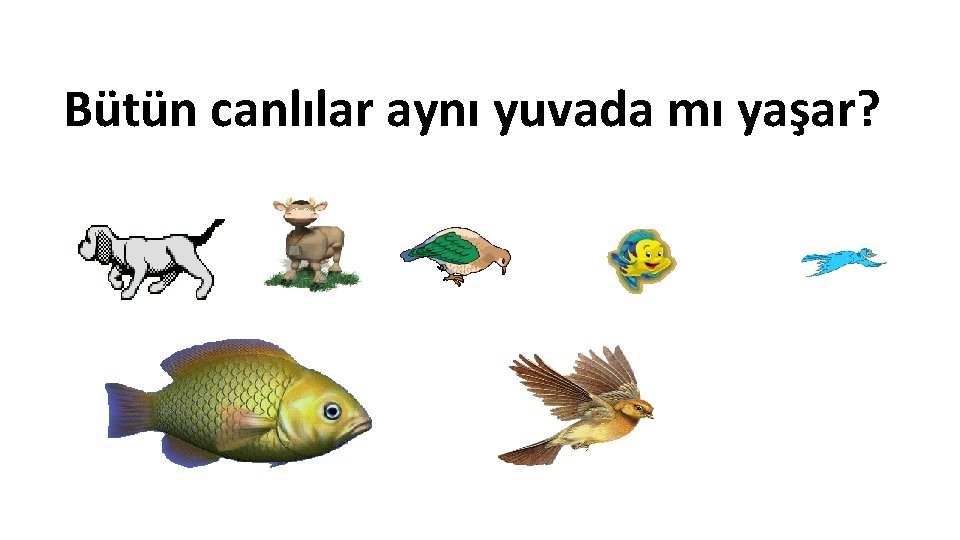 Bütün canlılar aynı yuvada mı yaşar? 