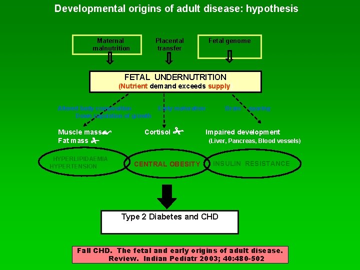 Developmental origins of adult disease: hypothesis Placental transfer Maternal malnutrition Fetal genome FETAL UNDERNUTRITION