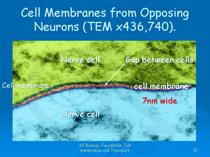 Cell Membranes from Opposing Neurons (TEM x 436, 740). Nerve cell Cell membrane {