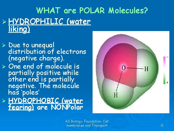 WHAT are POLAR Molecules? Ø HYDROPHILIC (water liking) Due to unequal distribution of electrons