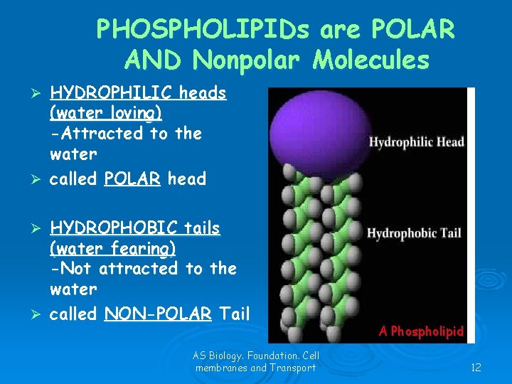 PHOSPHOLIPIDs are POLAR AND Nonpolar Molecules HYDROPHILIC heads (water loving) -Attracted to the water