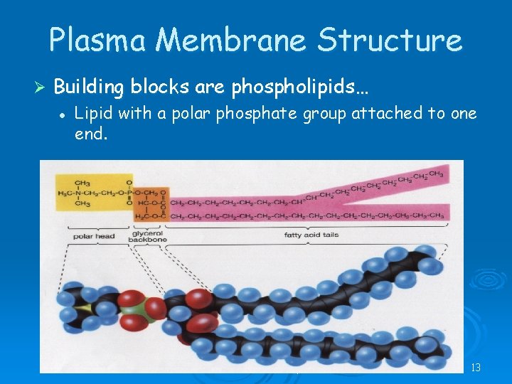 Plasma Membrane Structure Ø Building blocks are phospholipids… l Lipid with a polar phosphate