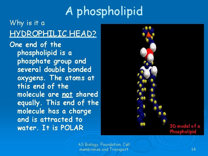 Why is it a A phospholipid HYDROPHILIC HEAD? One end of the phospholipid is