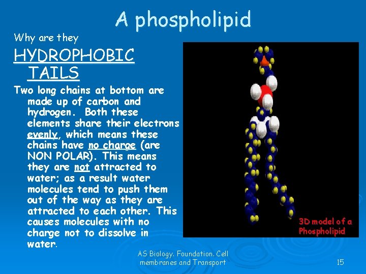 Why are they A phospholipid HYDROPHOBIC TAILS Two long chains at bottom are made