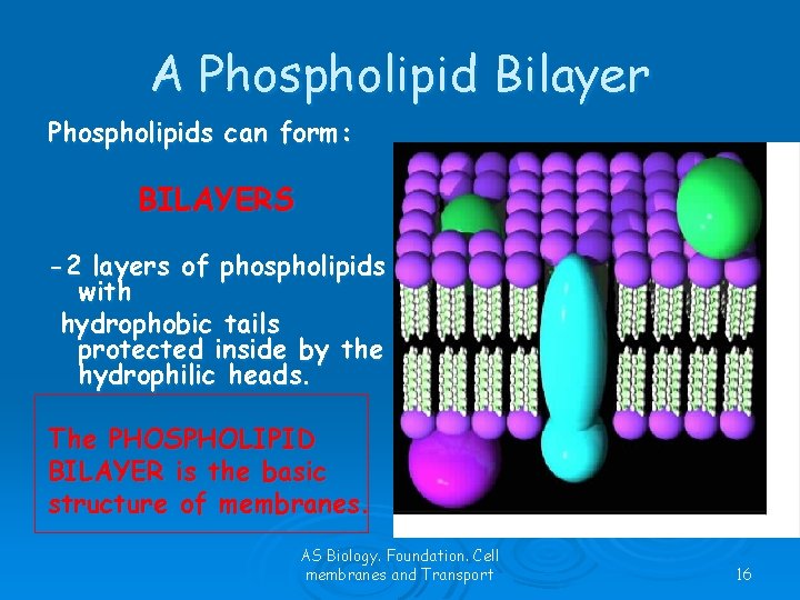 A Phospholipid Bilayer Phospholipids can form: BILAYERS -2 layers of phospholipids with hydrophobic tails