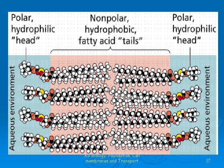 AS Biology. Foundation. Cell membranes and Transport 17 