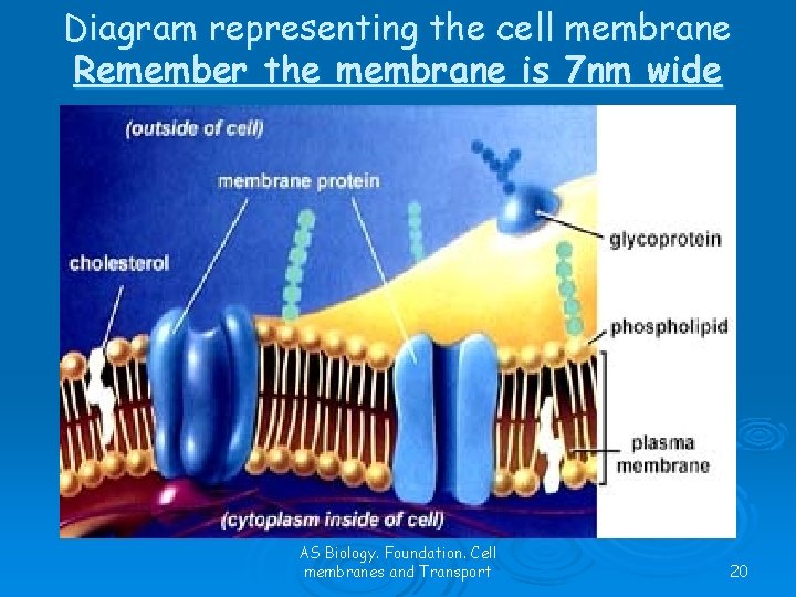 Diagram representing the cell membrane Remember the membrane is 7 nm wide AS Biology.